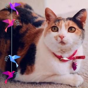 Meet your Posher, Donne